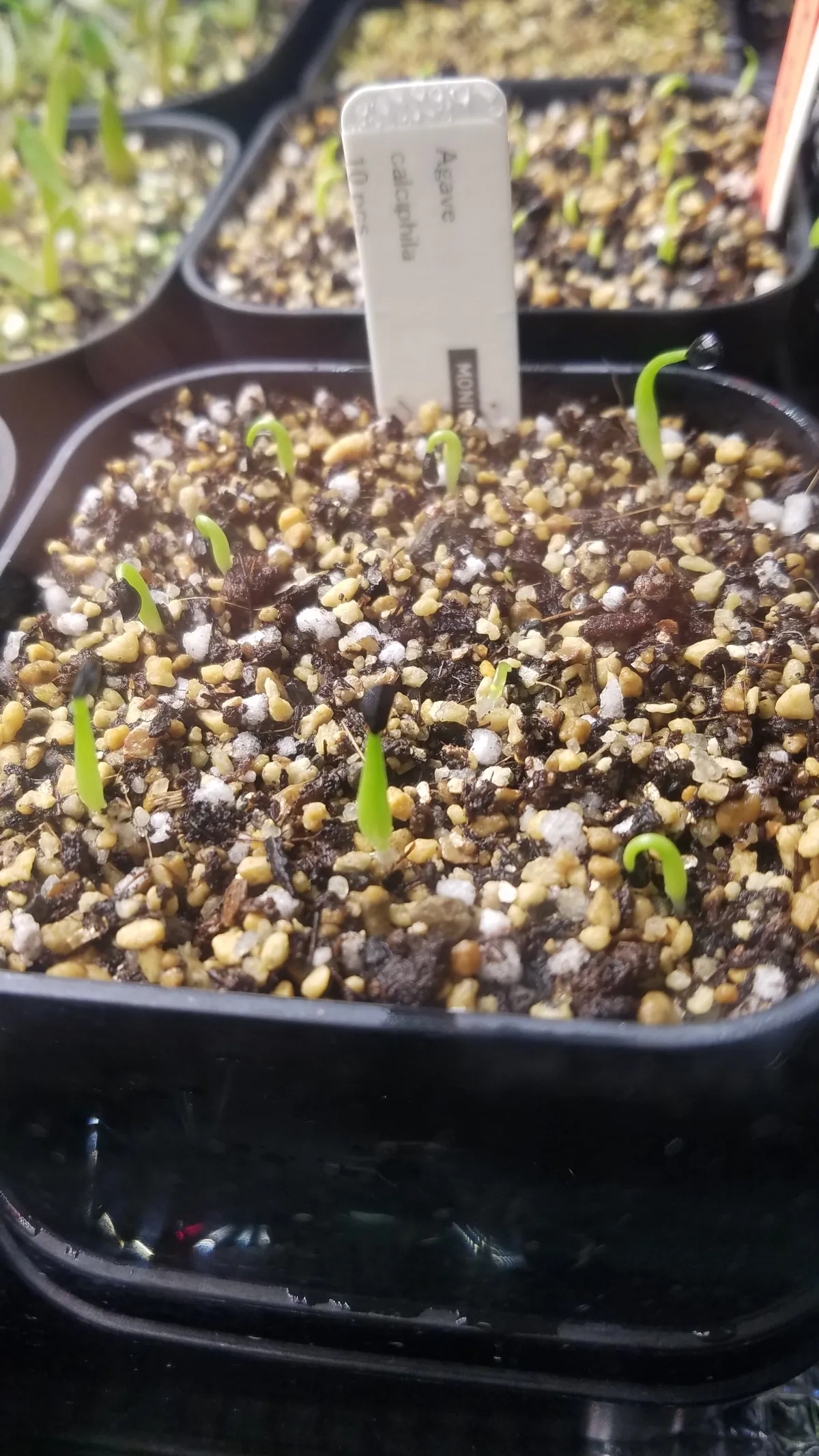 Agave calciphila (アガベ カルチフィラ)