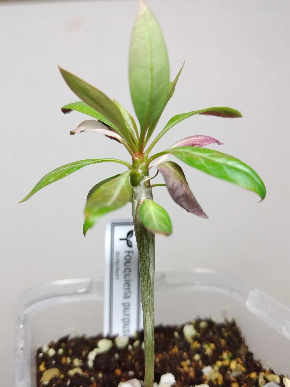 種子] フォークイエリア プルプシー Fouquieria purpusii | 塊根植物