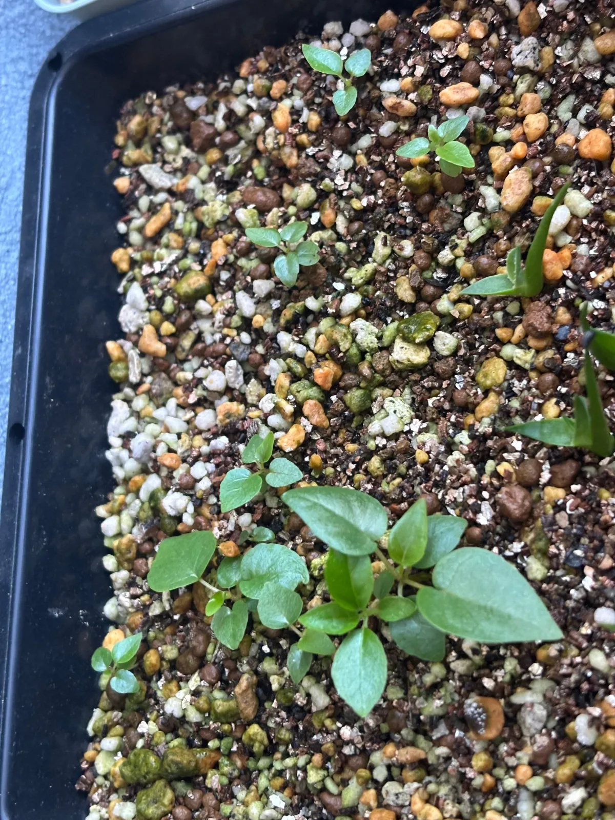 Ficus petiolaris (フィカス ペティオラリス)