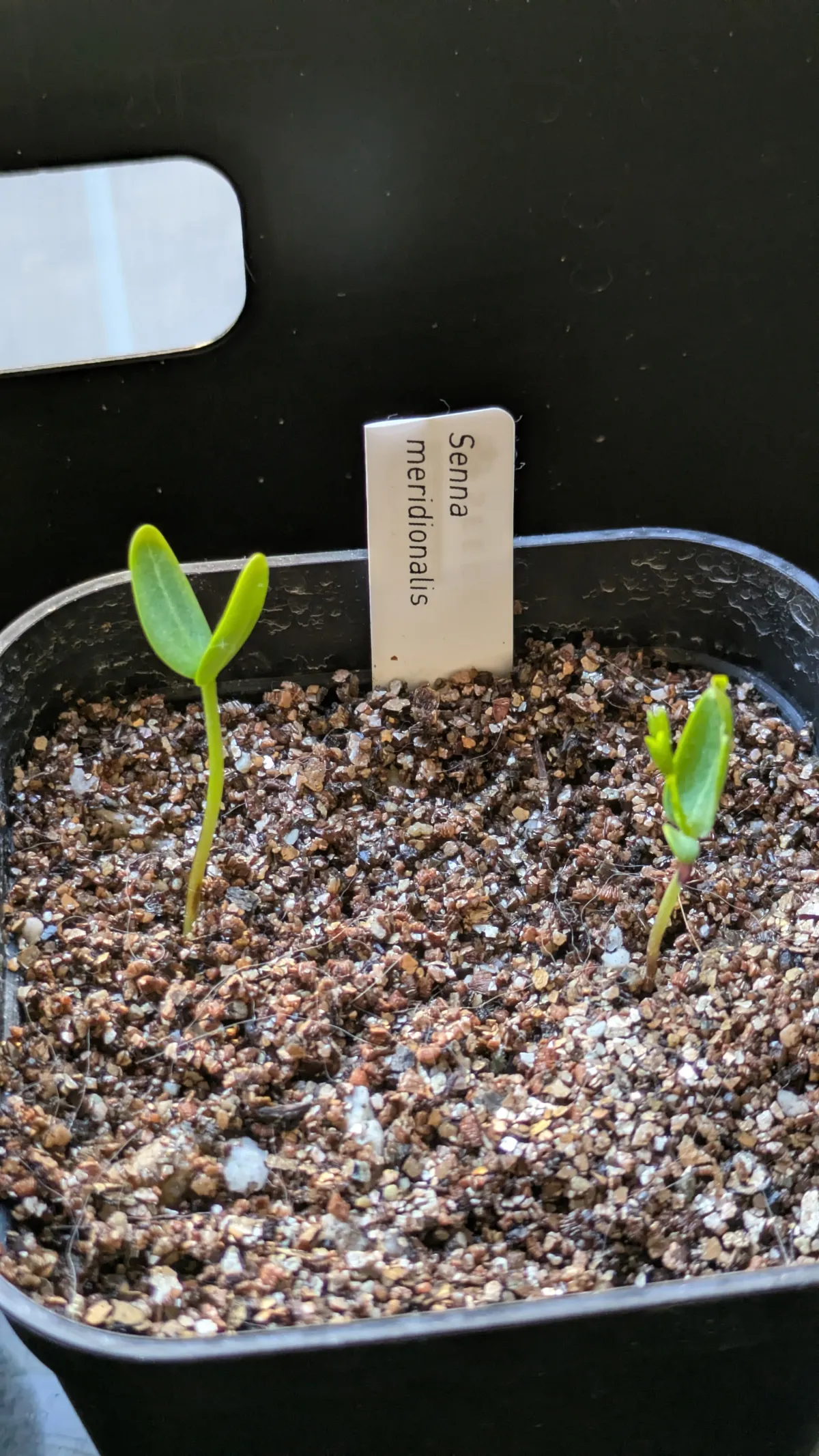 Senna meridionalis (センナ メリディオナリス)