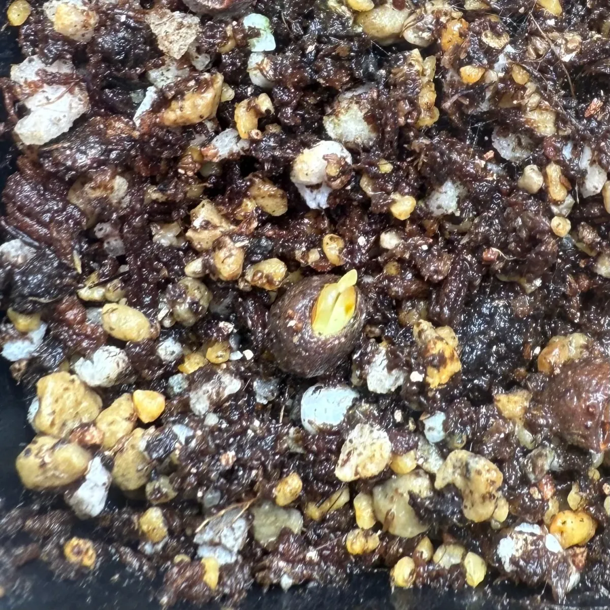 Operculicarya hyphaenoides (オペルクリカリア ヒファエノイデス)