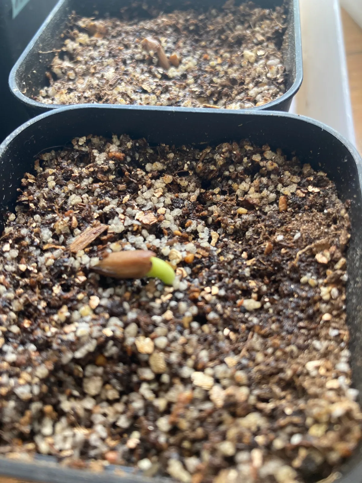 Adenium obesum var. arabicum S1 (アデニウム タイソコトラナムS11)