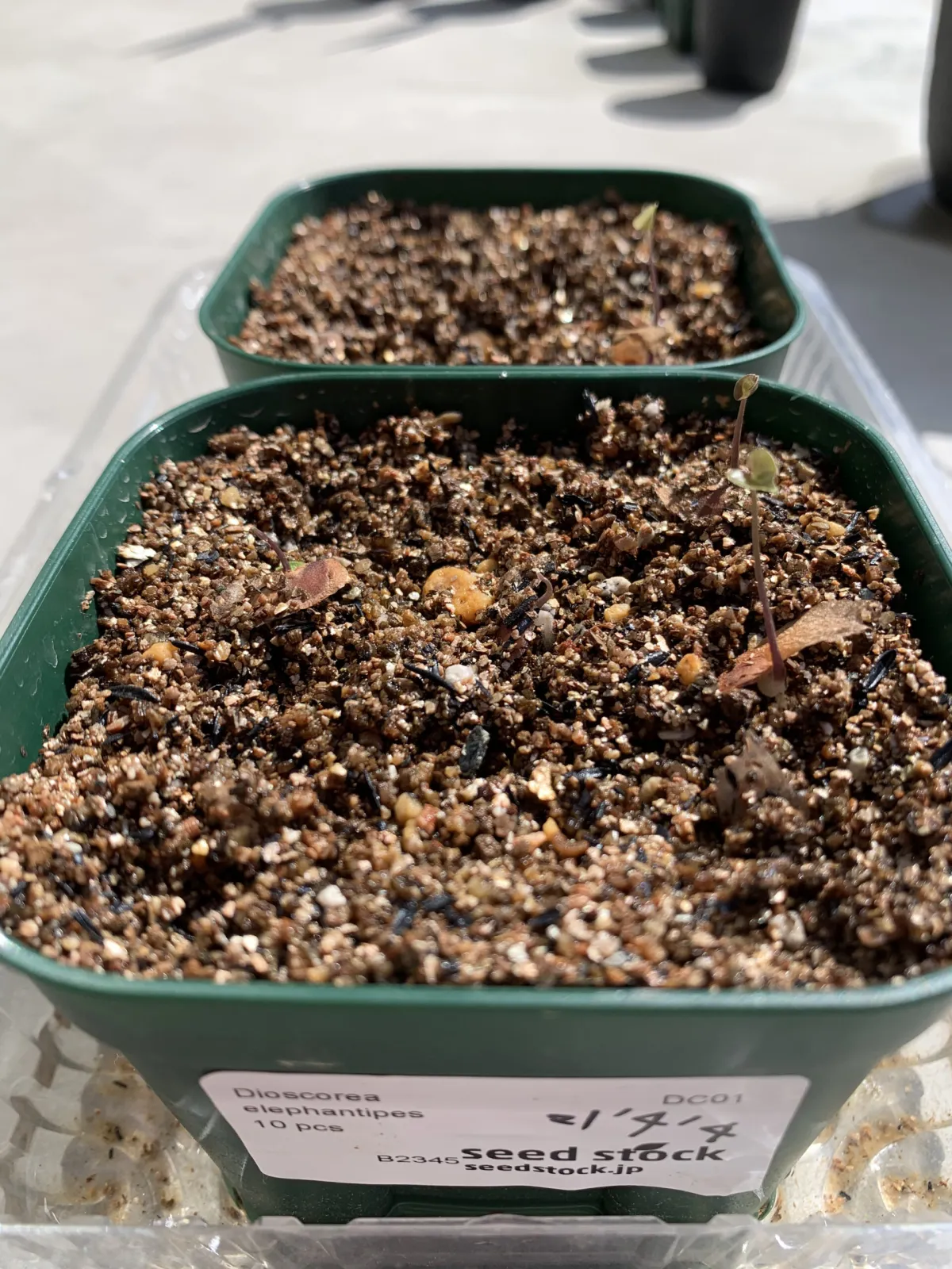 Dioscorea elephantipes (ディオスコレア エレファンティペス アフリカ亀甲竜)