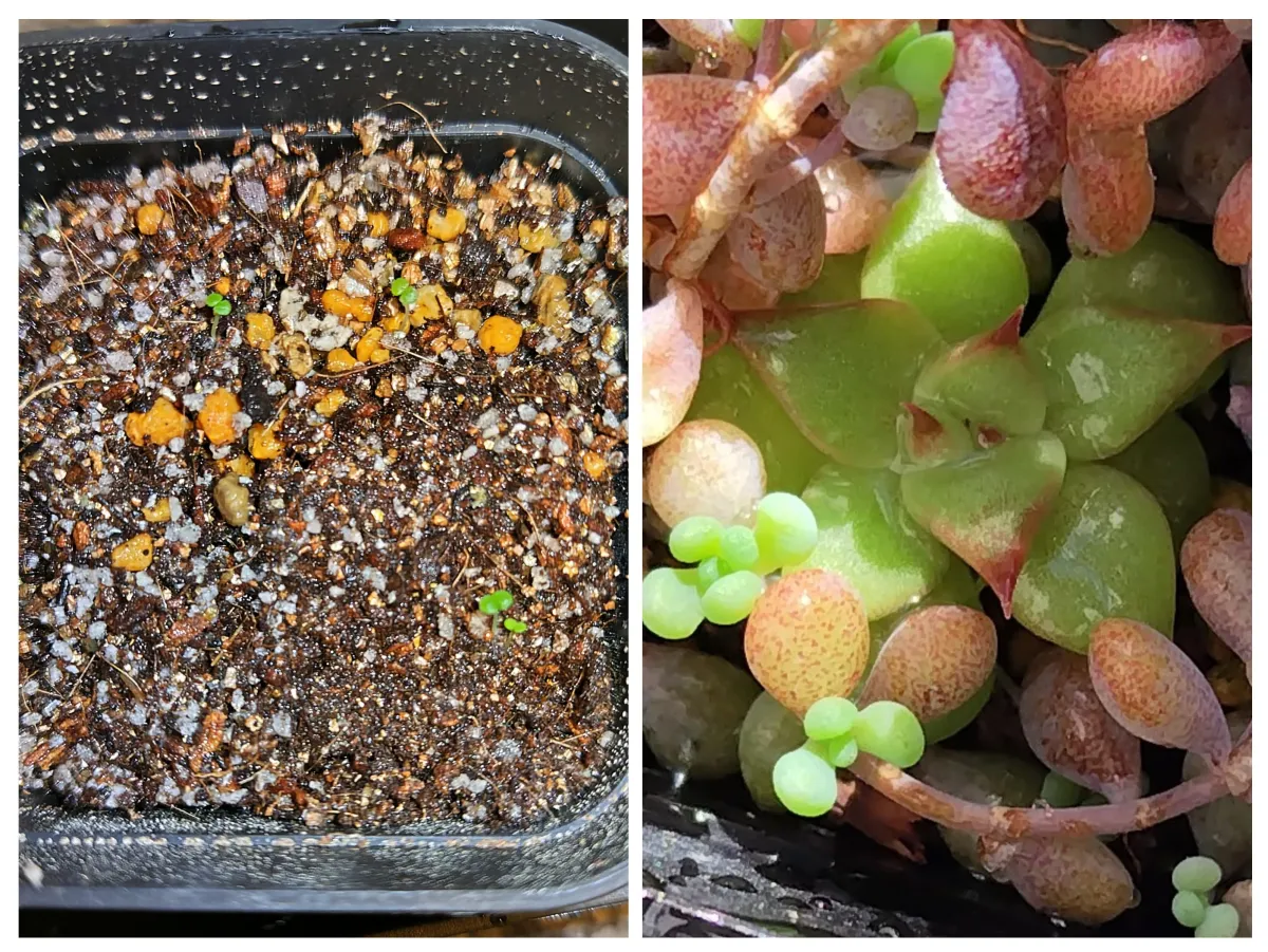 Echeveria agavoides 'Romeo' (エケベリア アガボイデス ロメオ)