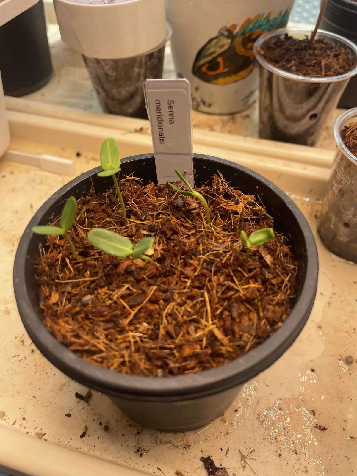 Senna meridionalis (センナ メリディオナリス)