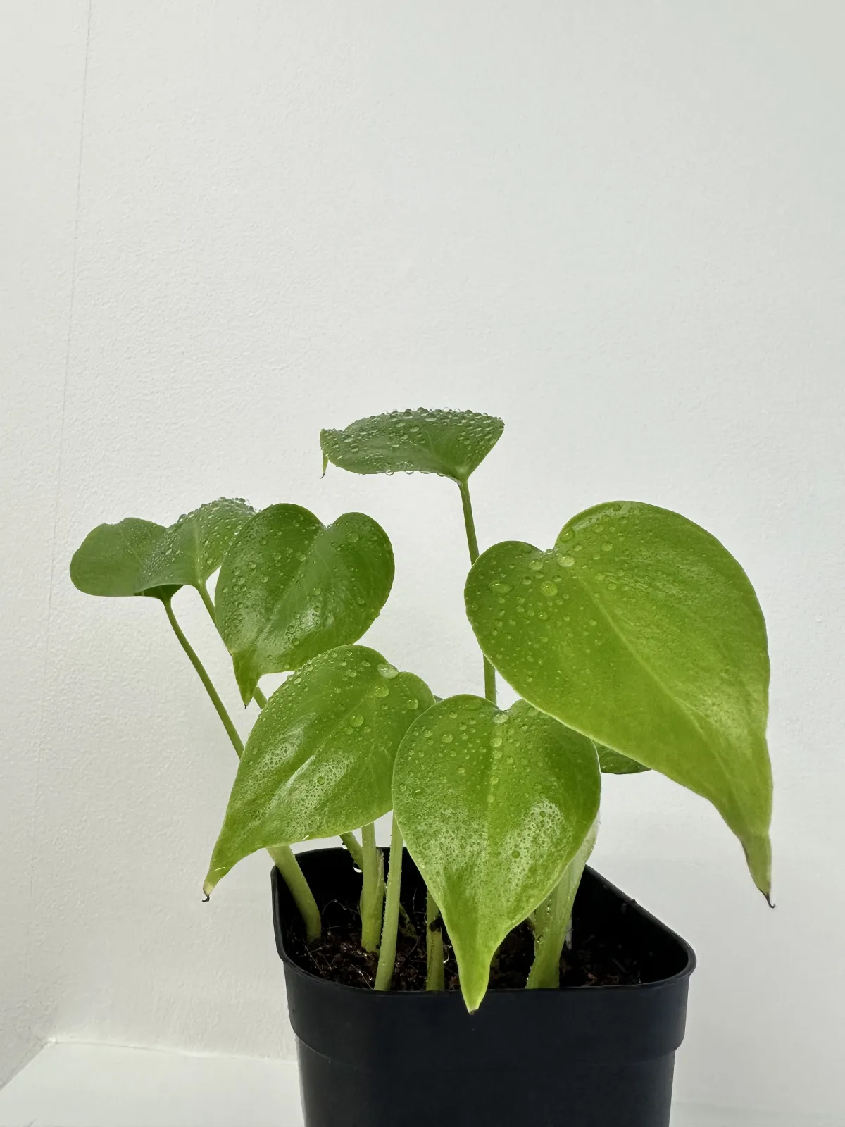 Monstera deliciosa Tauerii (モンステラ タウエリー)