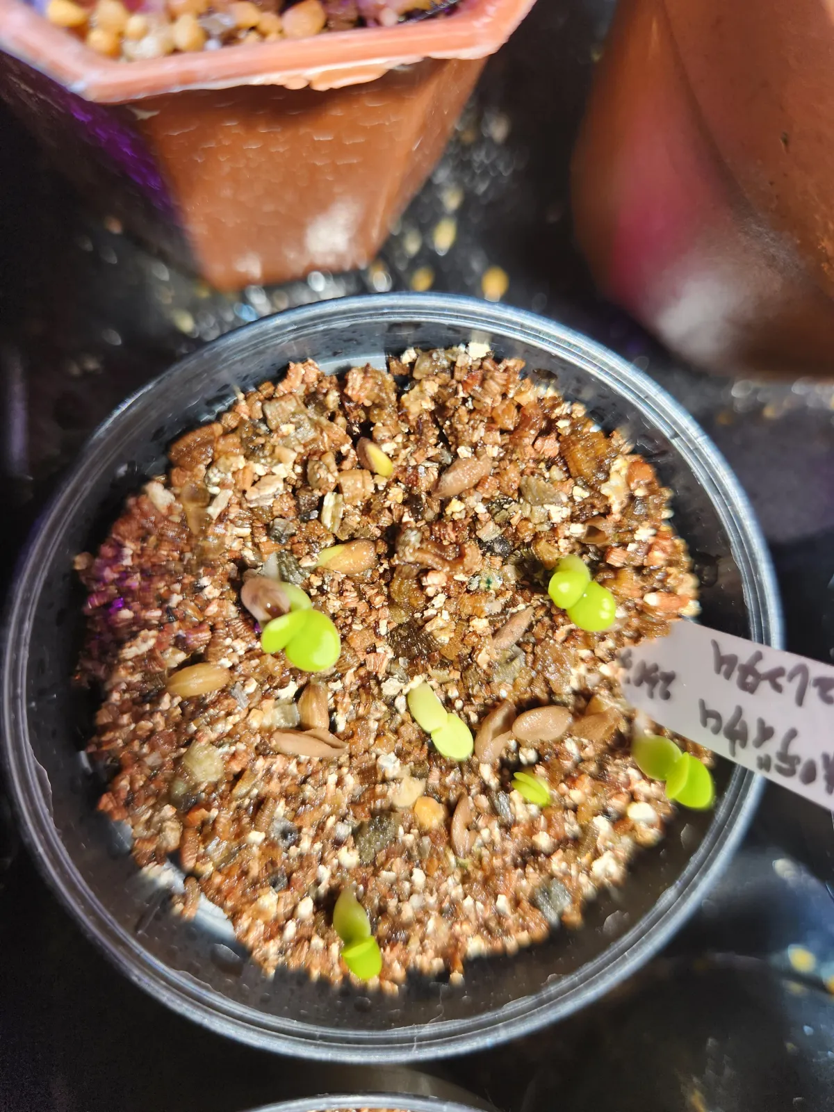 Pachypodium succulentum (パキポディウム サキュレンタム 天馬空)