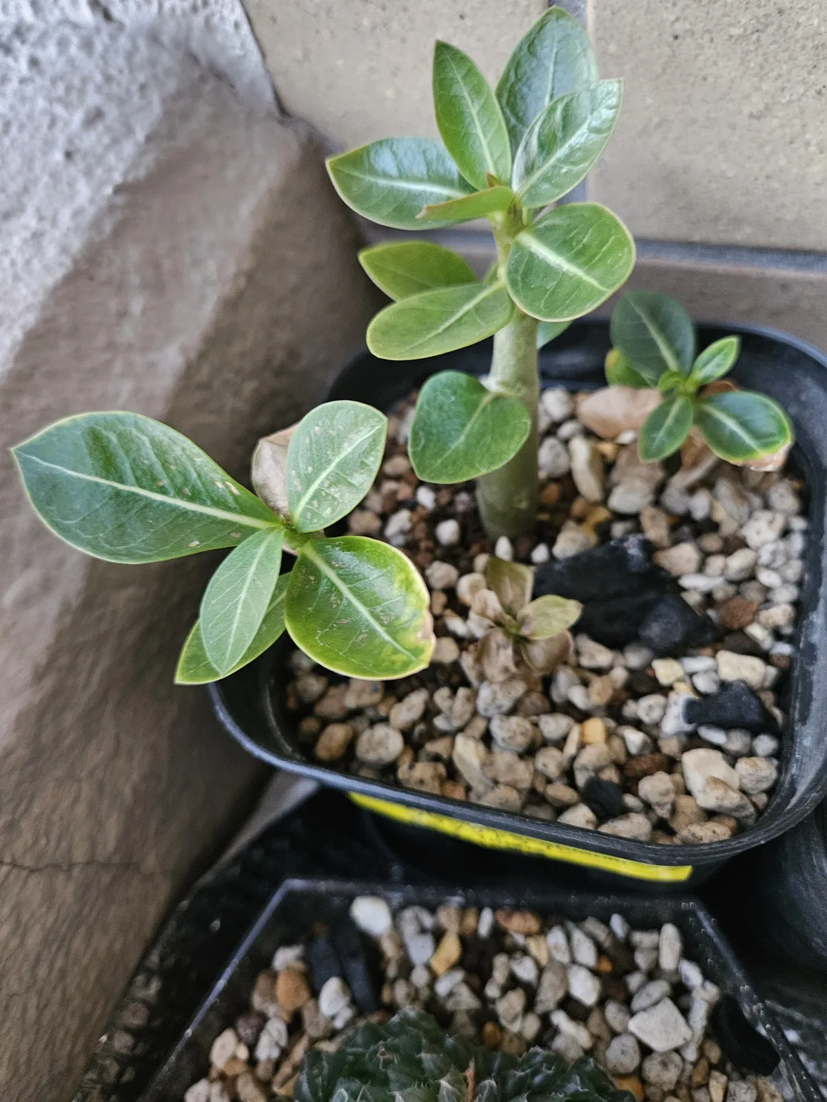 Adenium arabicum 'Black Skin' (アデニウム ブラックドラゴン)