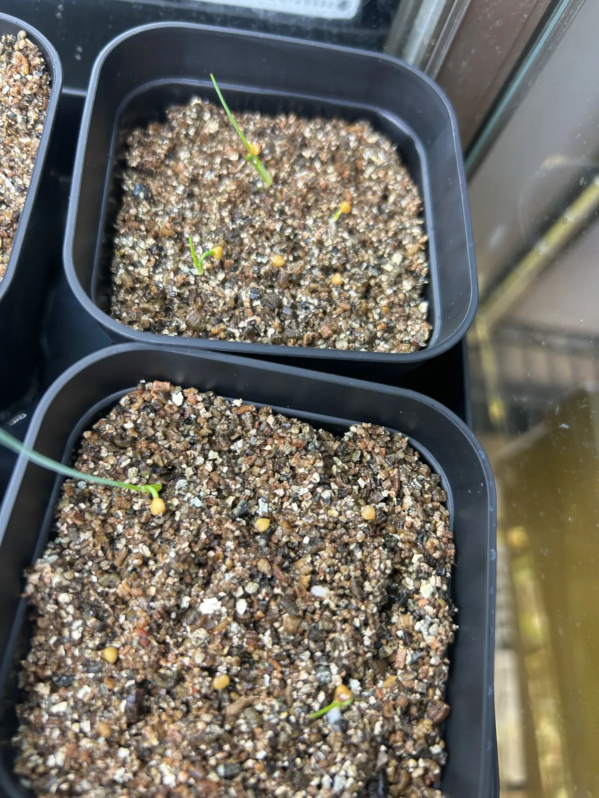 Dasylirion wheeleri (ダシリリオン ウィーレリ)