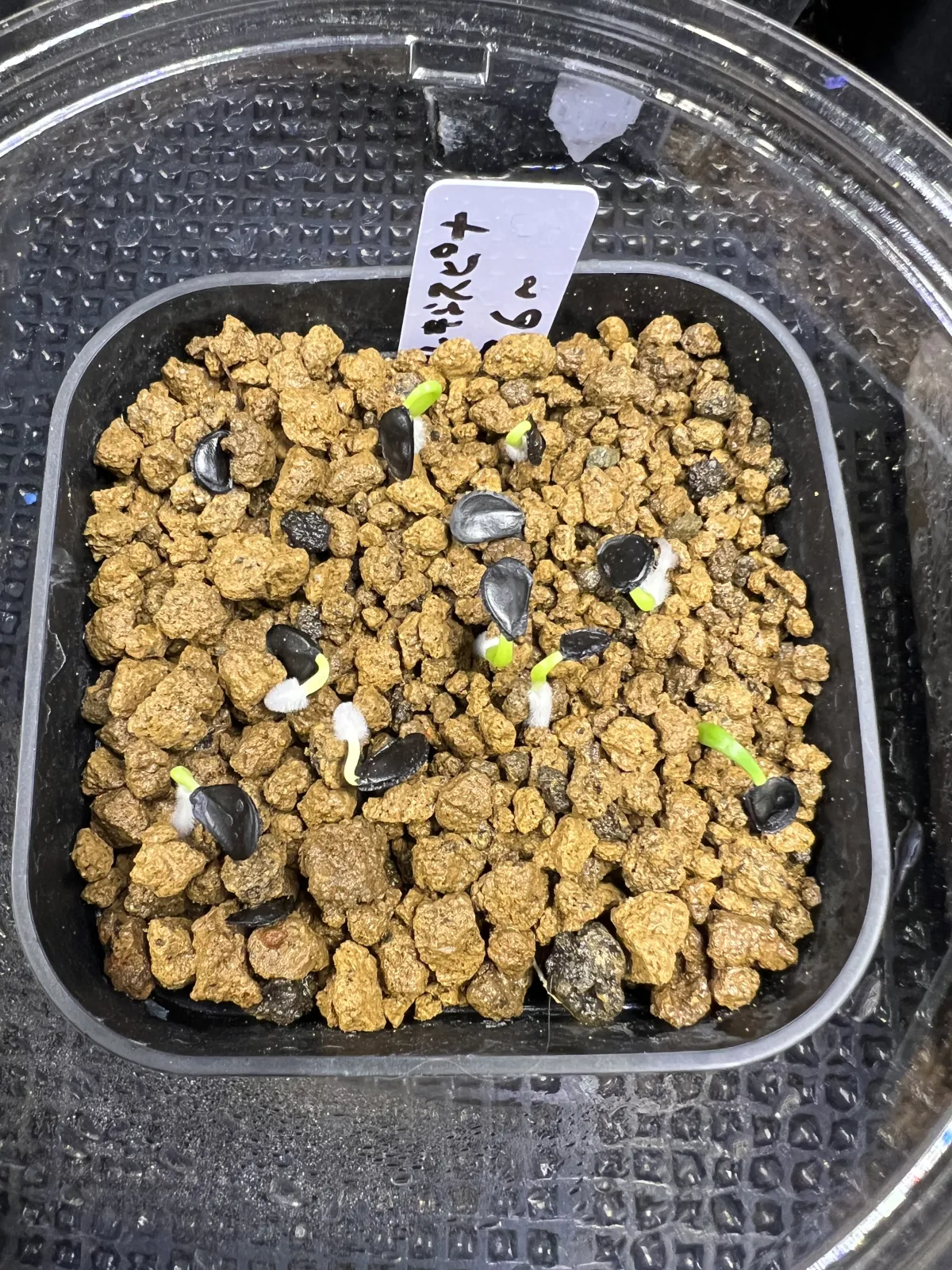 Agave parryi x flexispina (アガベ パリー x フレキシスピナ)