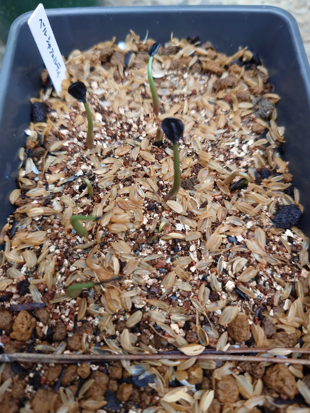 Agave potatorum var. verschaffeltii (アガベ ベルシャフェルティ)