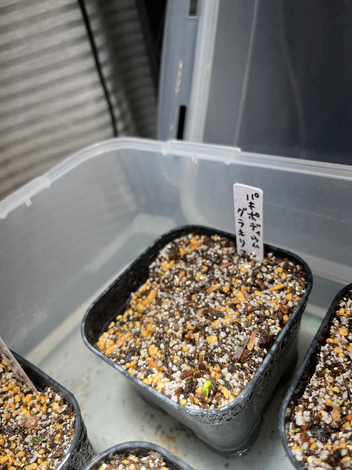 Pachypodium rosulatum var. gracilius (パキポディウム グラキリス)