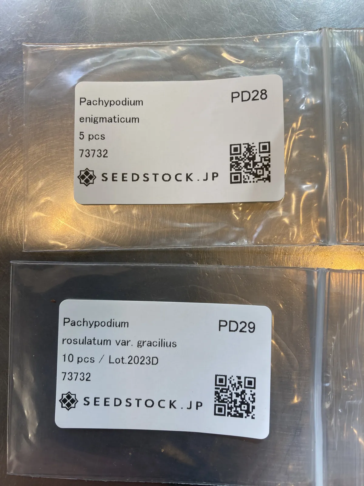 Pachypodium rosulatum var. gracilius (パキポディウム グラキリス)