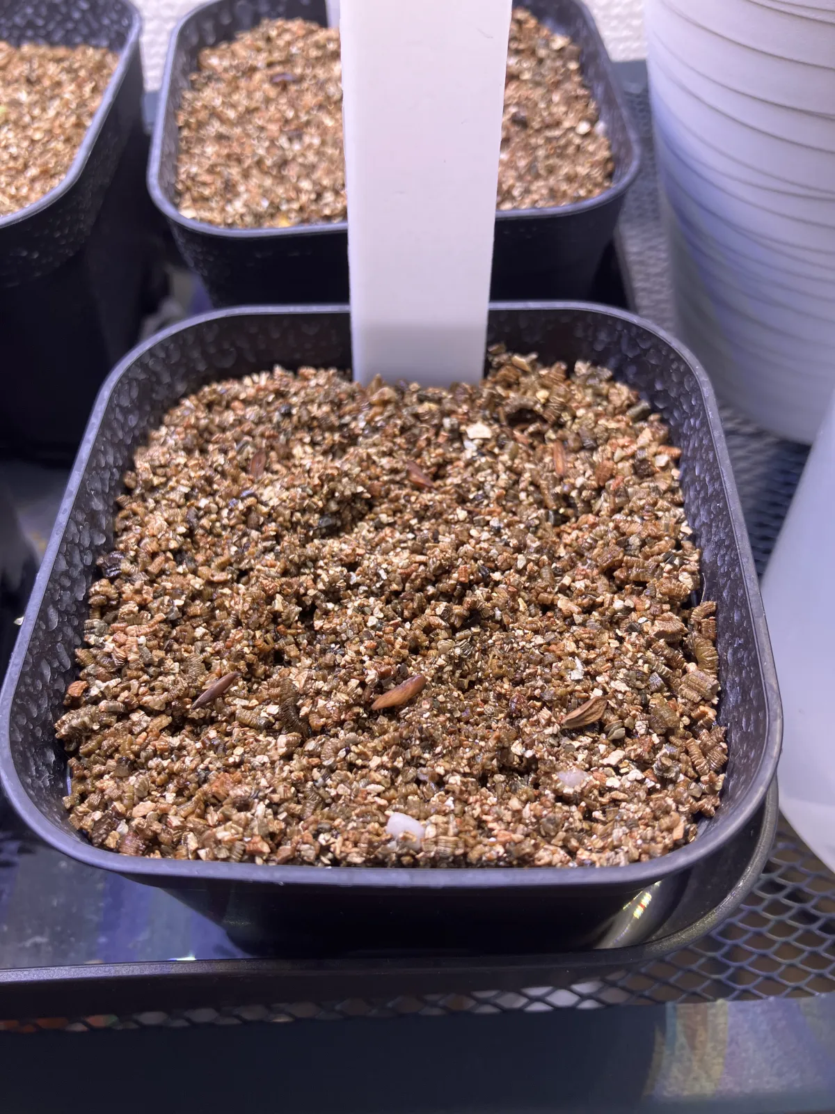 [無料種子] 発芽難 パキポディウム グラキリス　 Pachypodium rosulatum var. gracilius