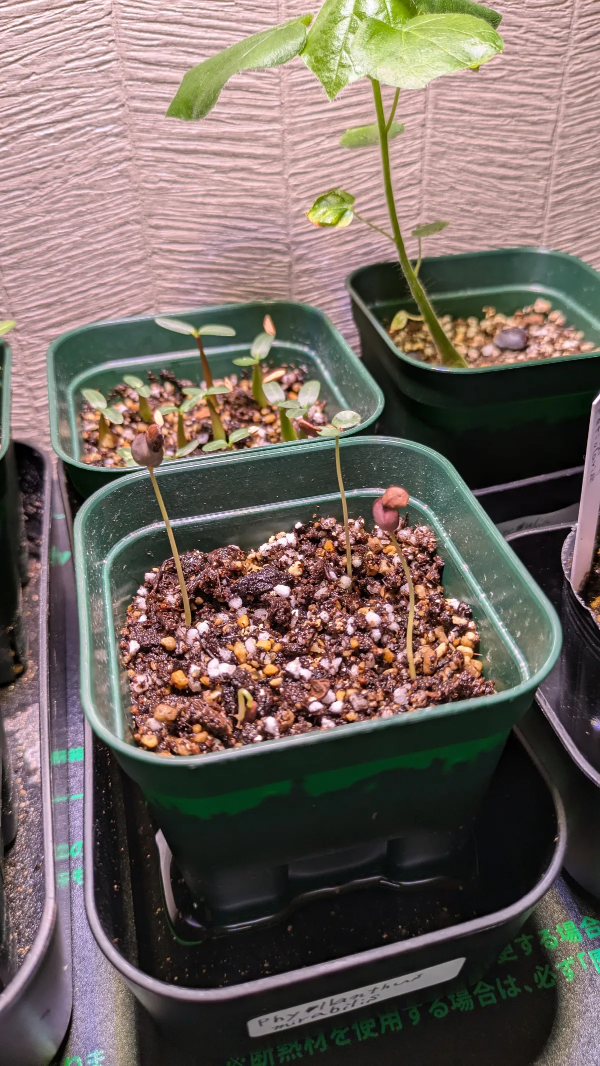 Phyllanthus mirabilis (フィランサス ミラビリス)