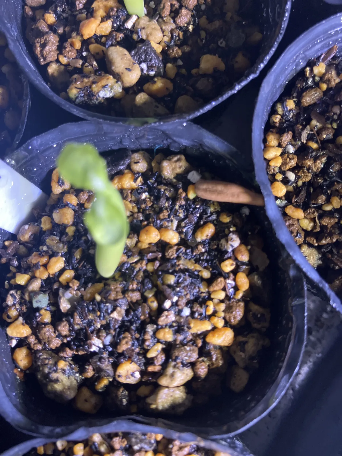 Adenium obesum thai (アデニウム タイ ソコトラナム)