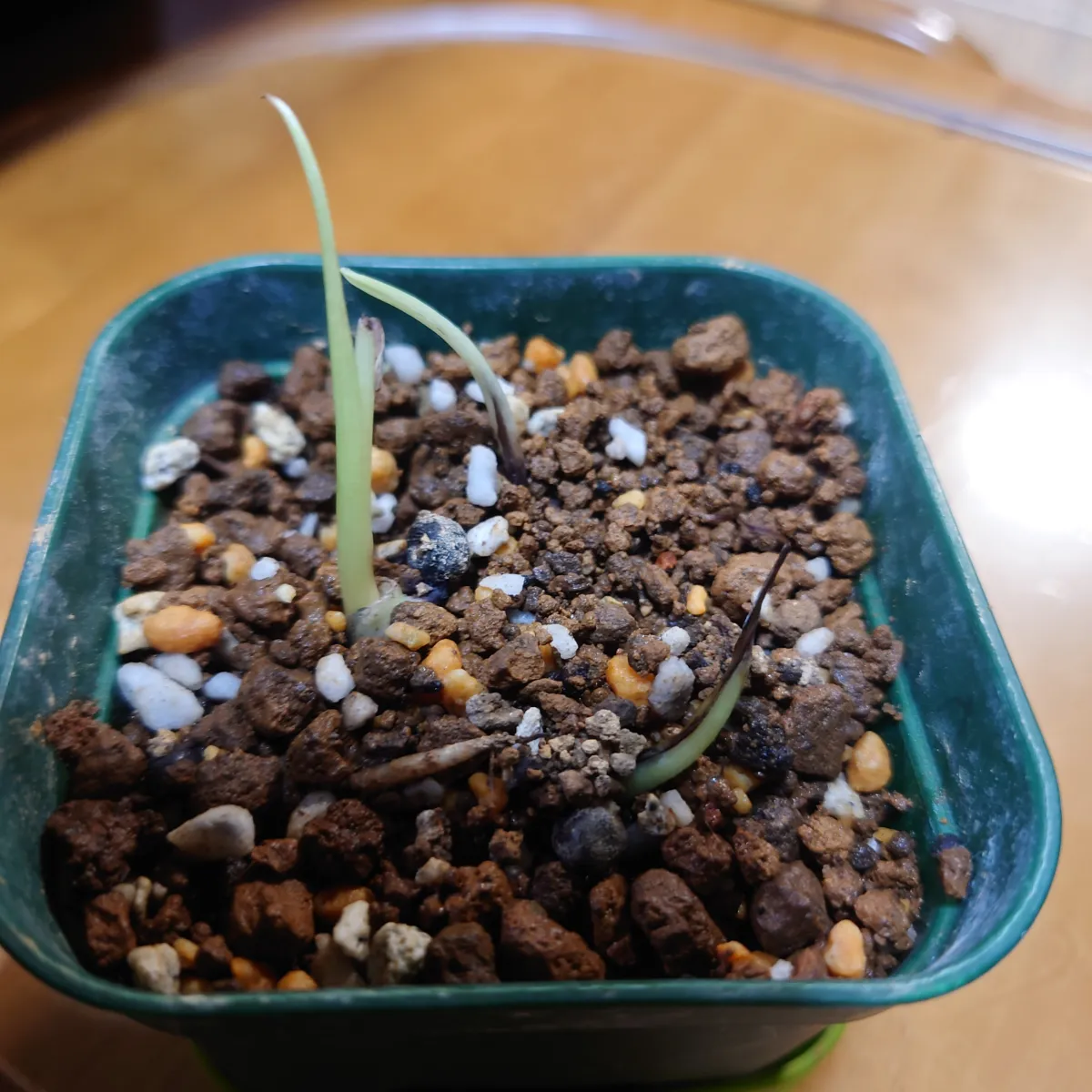 Strelitzia juncea (ストレリチア ユンケア)