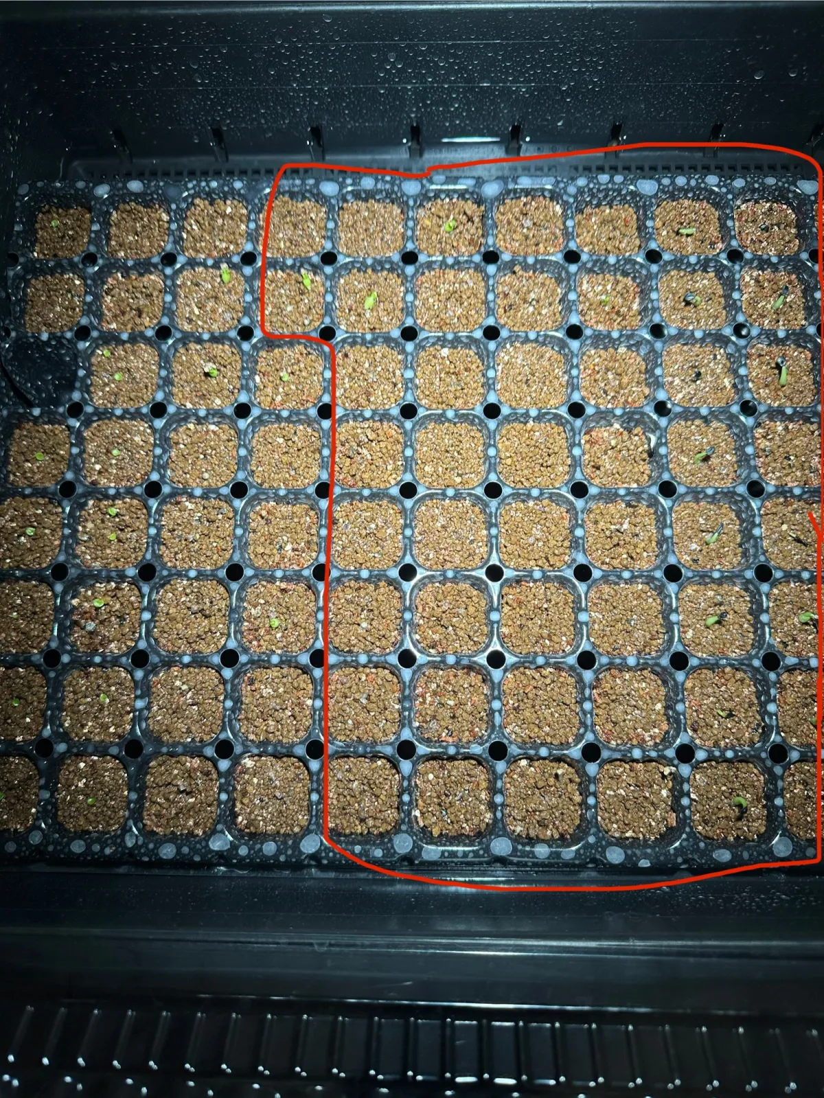 Euphorbia stellata (ユーフォルビア ステラータ 飛竜)