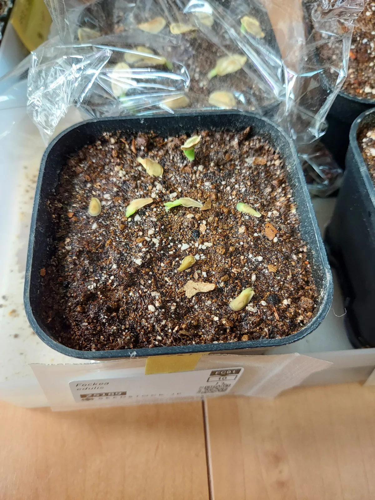 Fockea edulis (フォッケア 火星人)