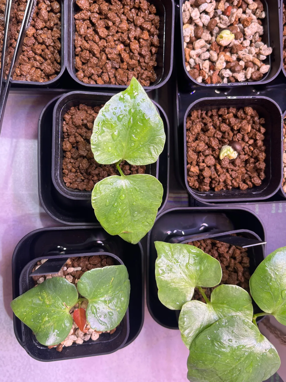 Pseudobombax ellipticum 'Alba' (セウドボンバックス エリプティカム アルバム)