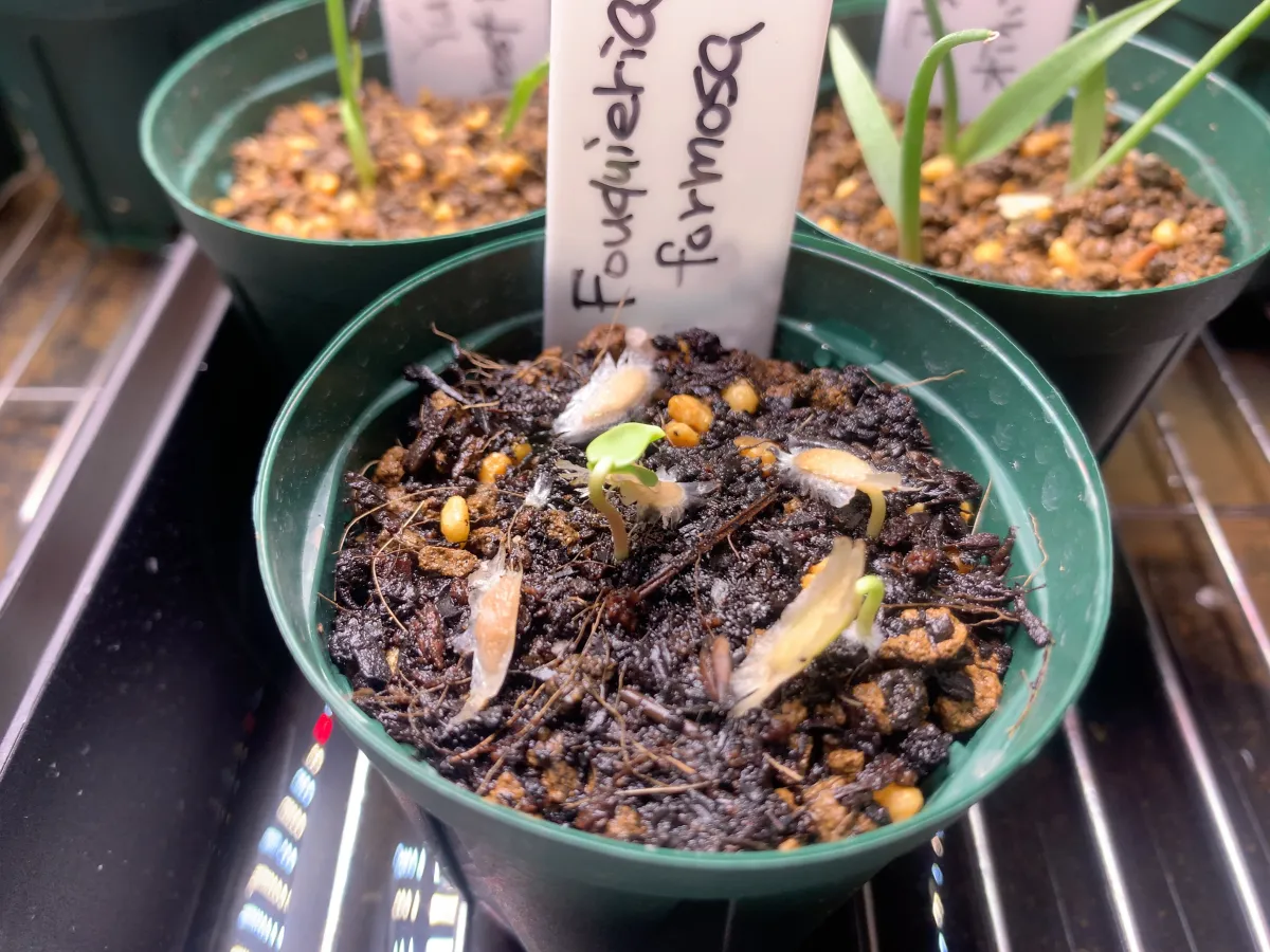 Fouquieria formosa (フォークイエリア フォルモサ)