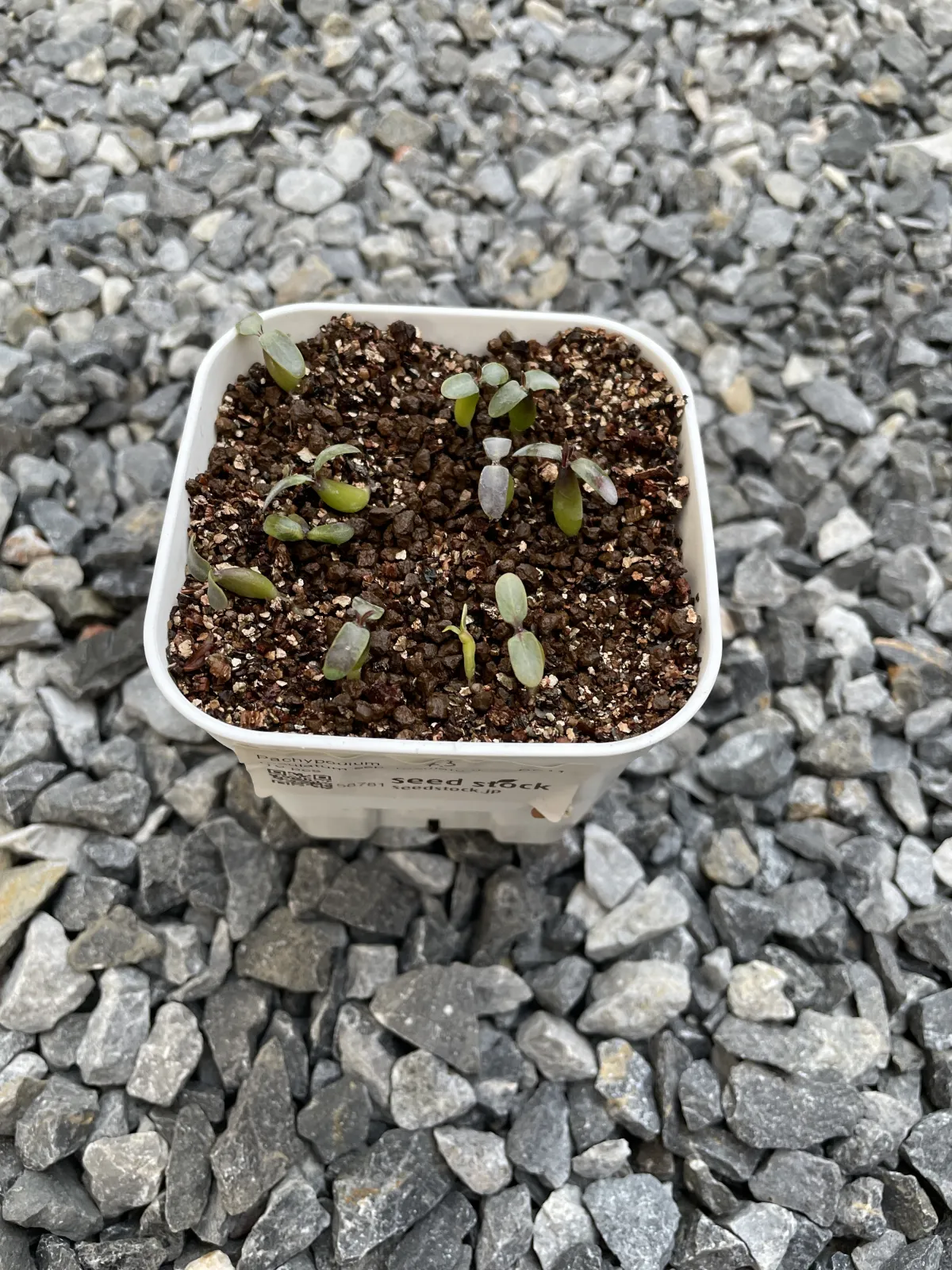 Pachypodium rosulatum (パキポディウム ロスラーツム)