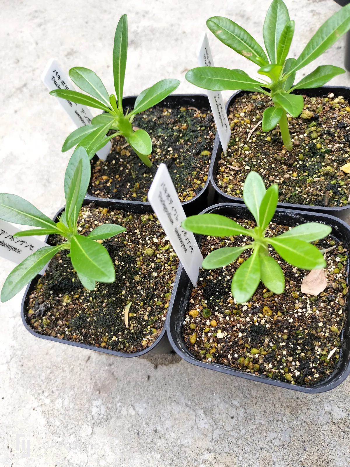 Pachypodium ambongense (パキポディウム アンボンゲンセ)