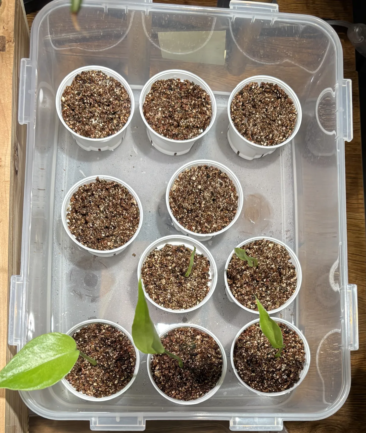 Monstera deliciosa (モンステラ デリシオーサ)