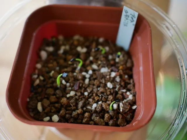 Agave utahensis ssp. utahensis (アガベ ユタエンシス)