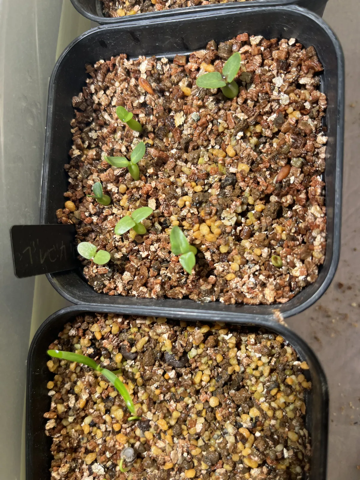 Pachypodium densiflorum var. brevicalyx (パキポディウム ブレビカリックス)