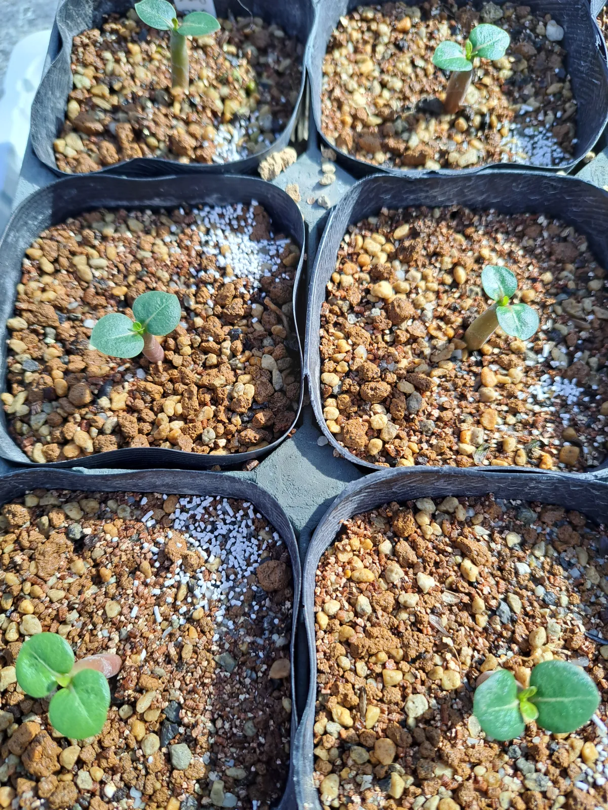 Adenium obesum subsp. obesum Black Gold Crown (アデニウム black gold crown)