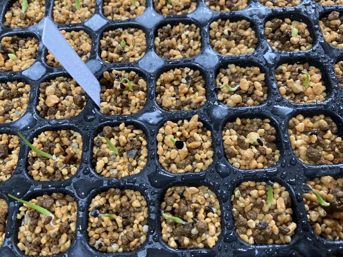 Agave utahensis var. nevadensis (アガベ ユタエンシス ネヴァデンシス)