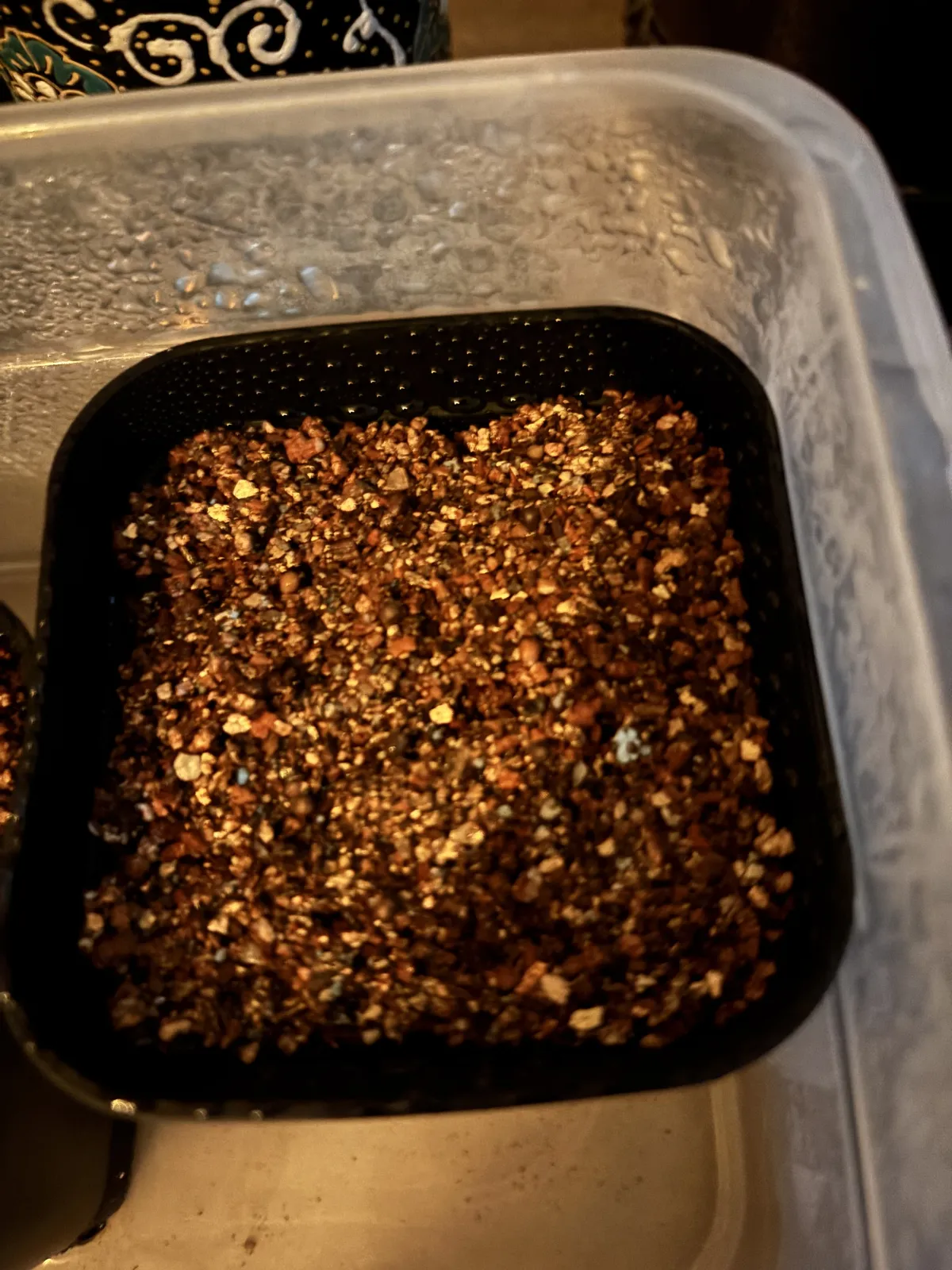 Euphorbia enopla (ユーフォルビア エノプラ 紅彩閣)