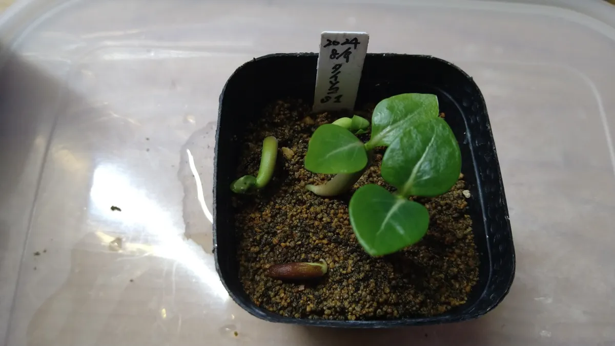 Adenium obesum var. arabicum S1 (アデニウム タイソコトラナムS11)