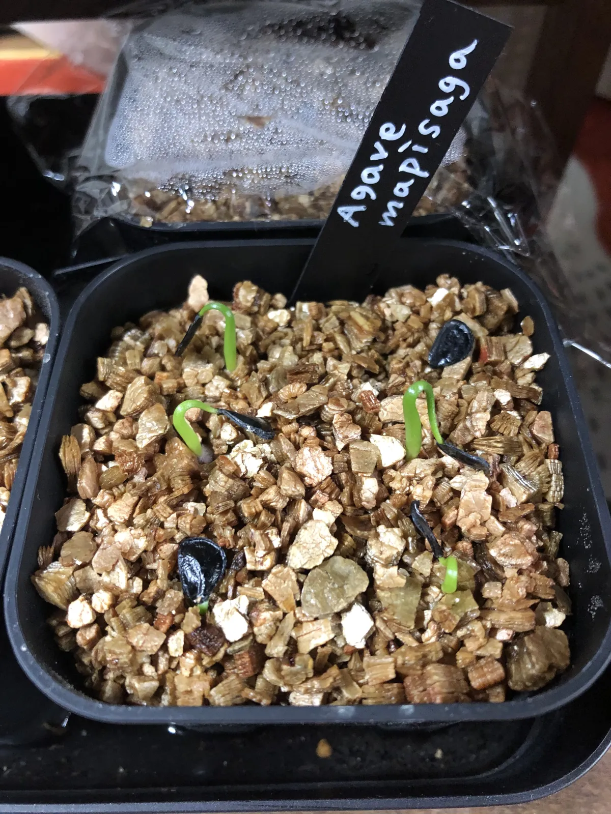 Agave mapisaga (アガベ マピサガ)