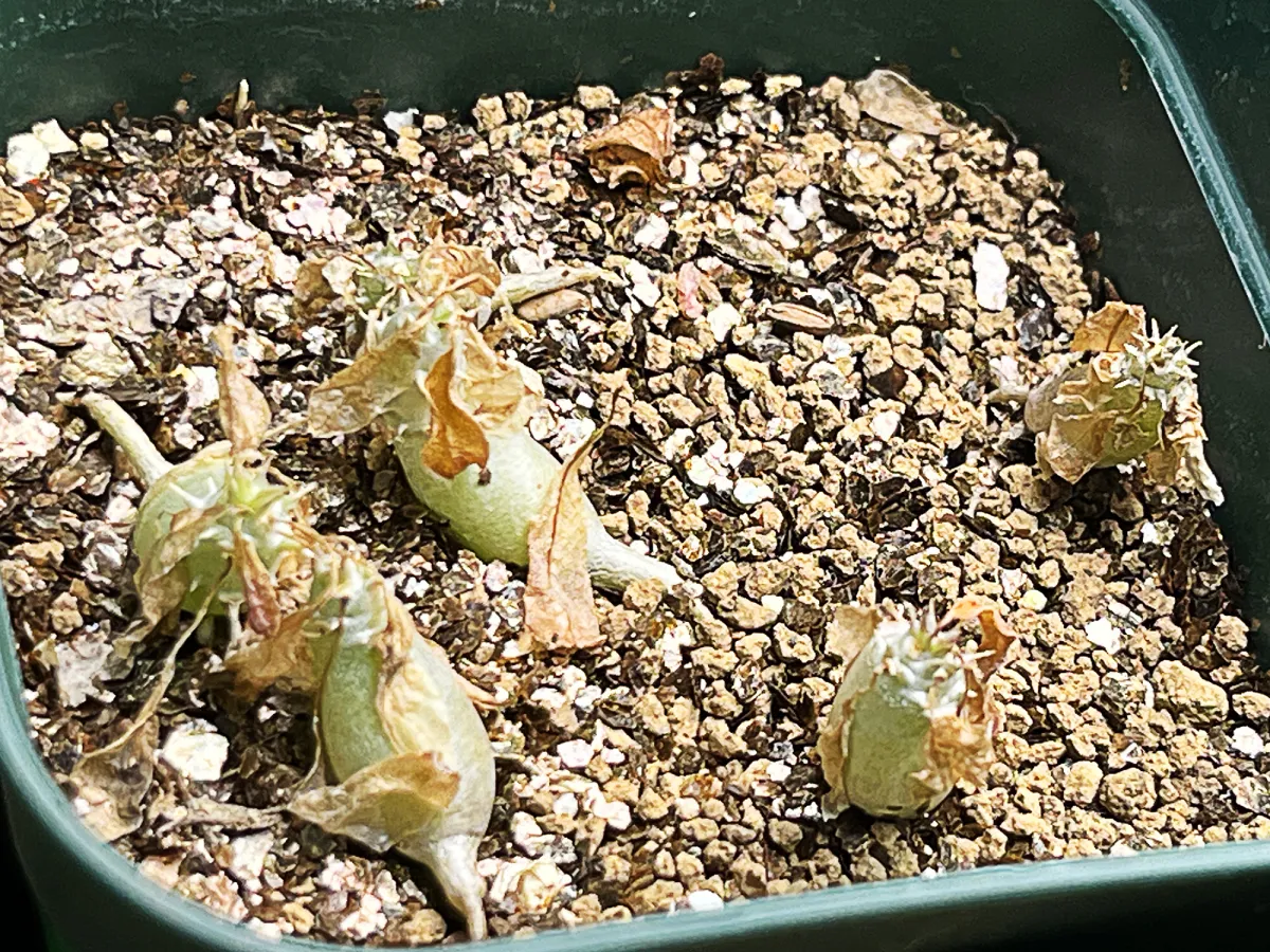 Pachypodium enigmaticum (パキポディウム エニグマチカム)