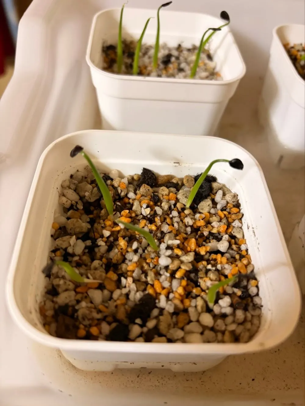 Agave Agave sp 'Azul Monterrey' (アガベ アズールモントレー)