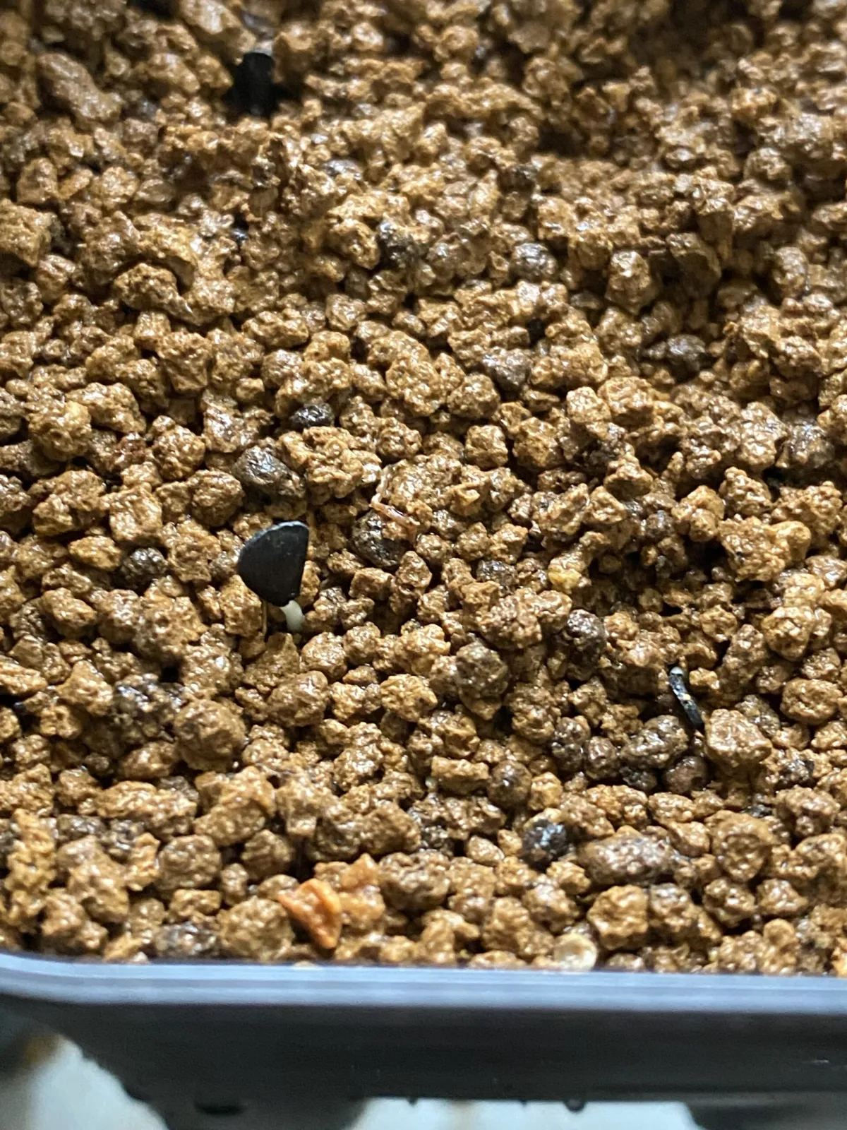 Agave victoriae-reginae Compacta (アガベ ビクトリアレジーナコンパクト)