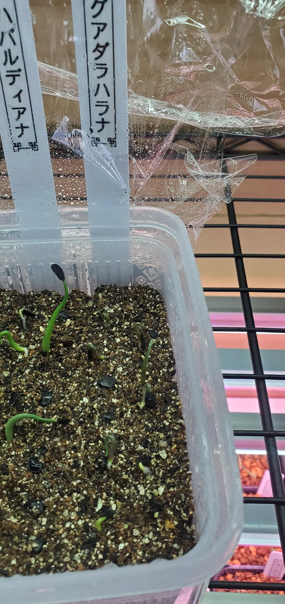 Agave guadalajarana (アガベ グアダラハラナ)