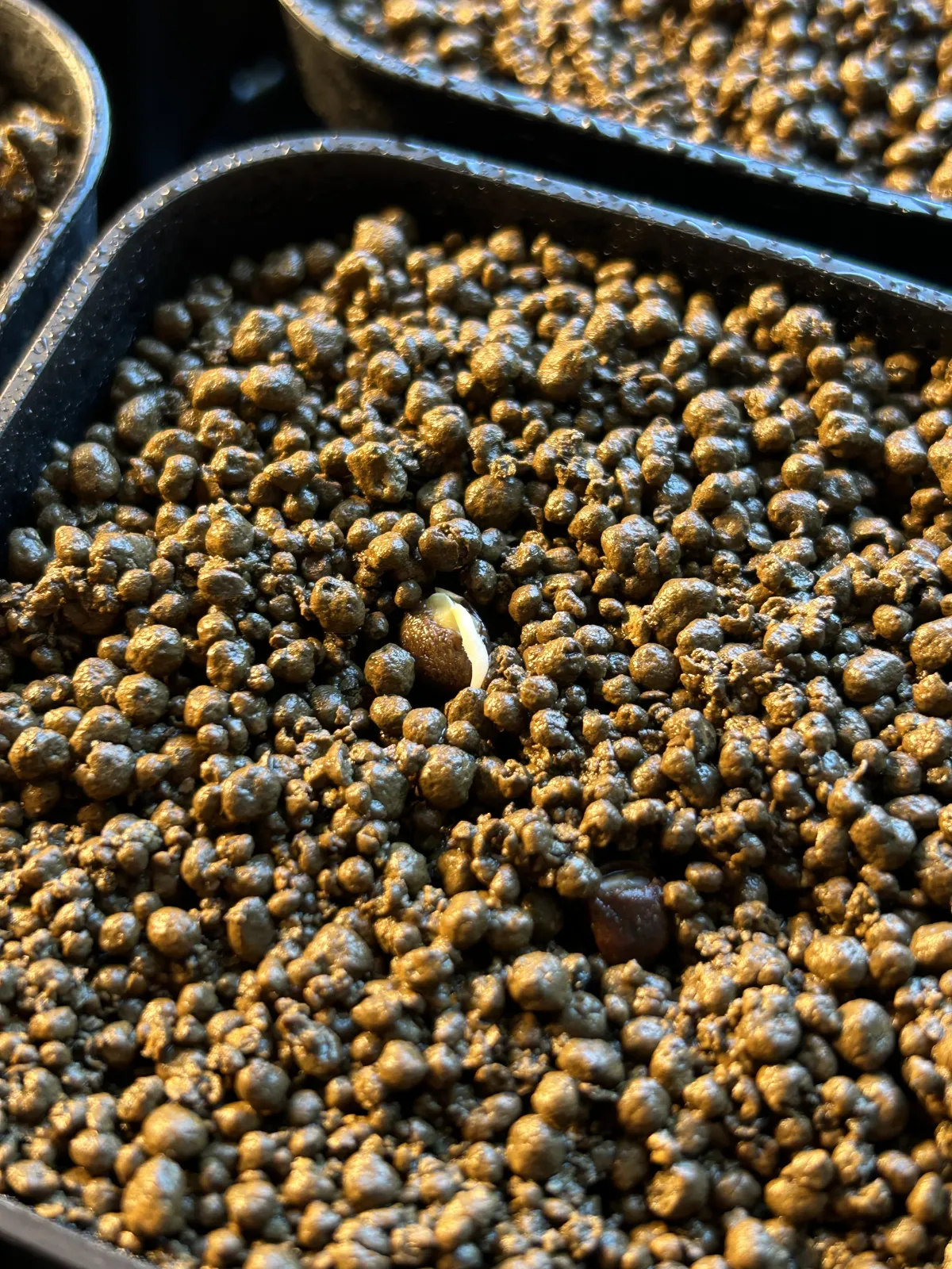 Operculicarya pachypus (オペルクリカリア パキプス)