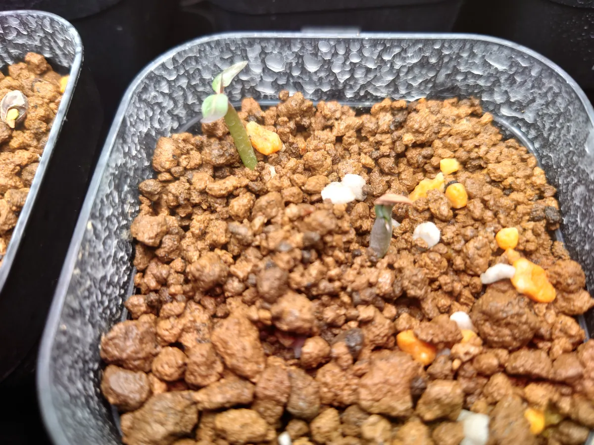 Pachypodium rosulatum ssp. cactipes (パキポディウム カクチペス)