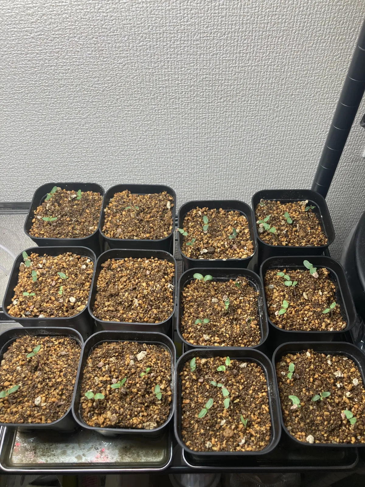 Pachycormus discolor (パキコルムス ディスカラー)