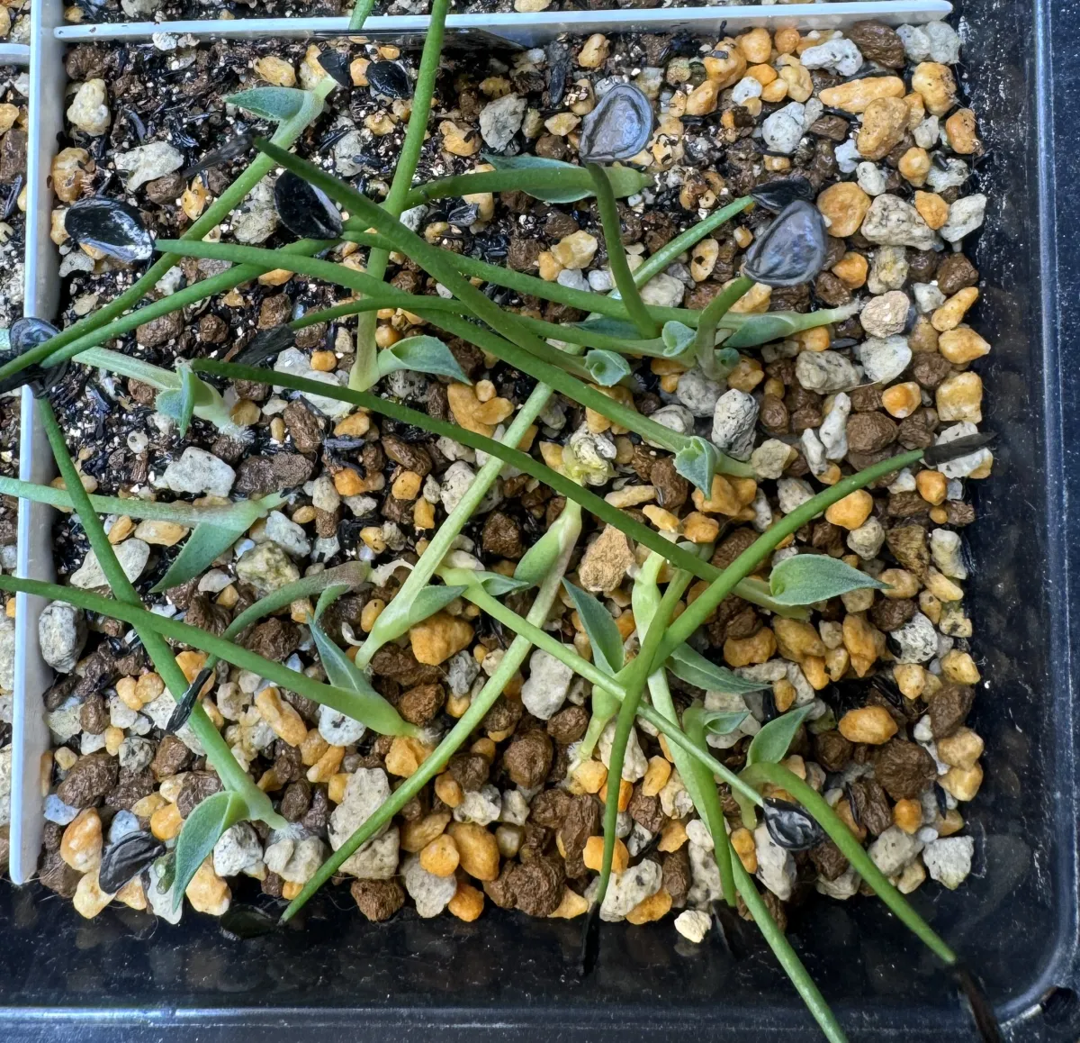 Agave salmiana subsp. salmiana (アガベ サルミアナ)