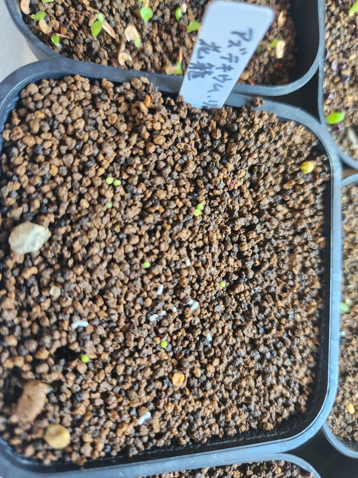 Aztekium ritteri (アズテキウム 花籠)