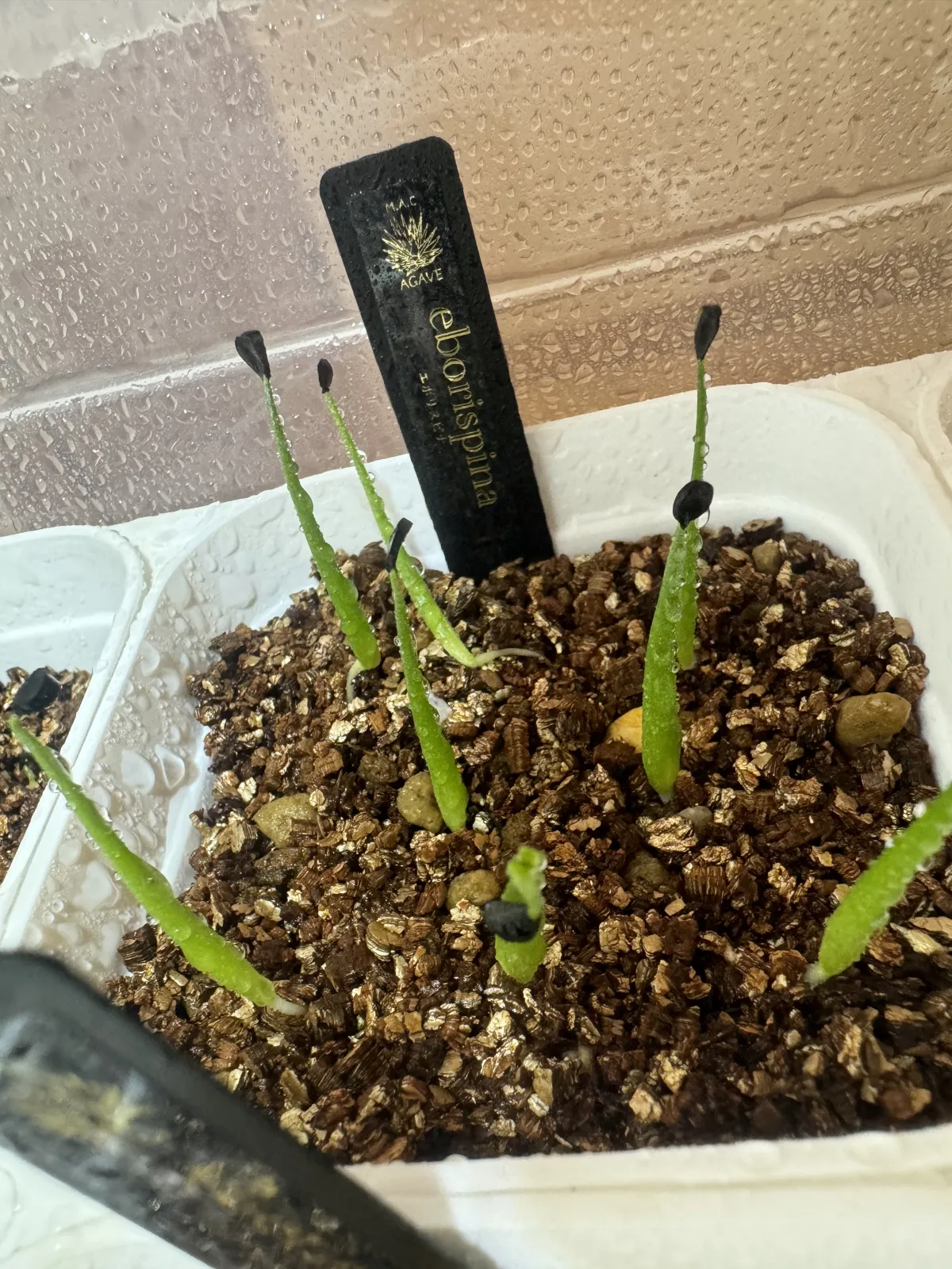 Agave utahensis var. eborispina (アガベ エボリスピナ)