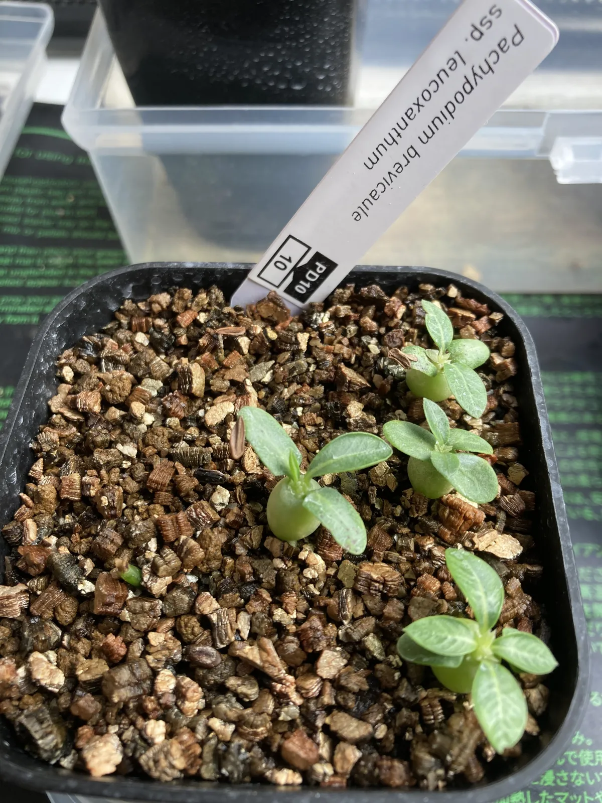 Pachypodium brevicaule subsp. leucoxanthum (パキポディウム レウコキサンツム)