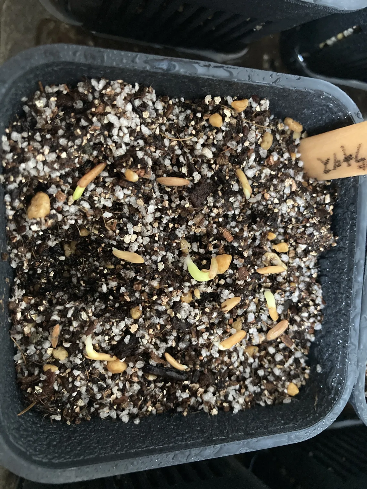 Pachypodium rosulatum var. gracilius (パキポディウム グラキリス)