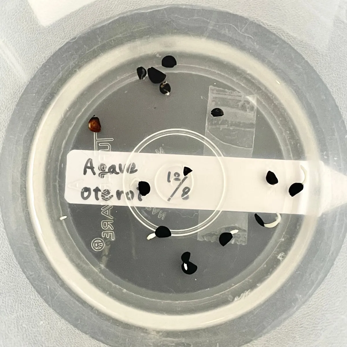 Agave oteroi (アガベ オテロイ)