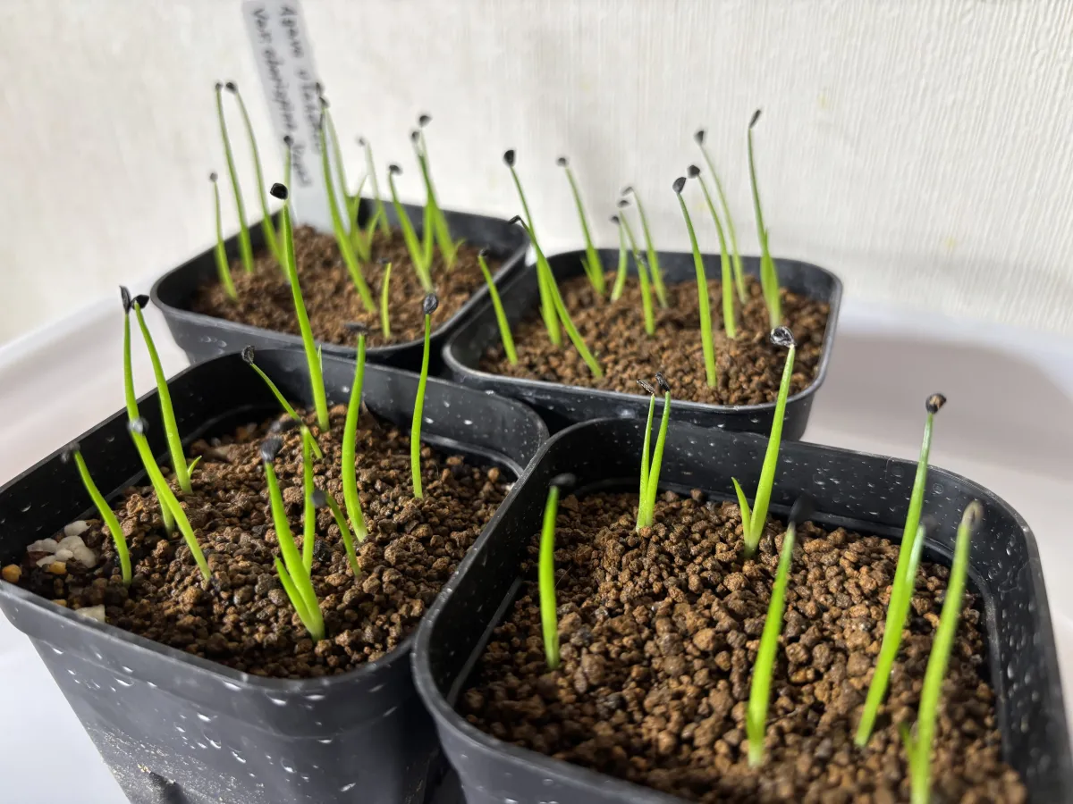 Agave utahensis var. eborispina 'Vegas' (アガベ エボリスピナ ヴェガス)