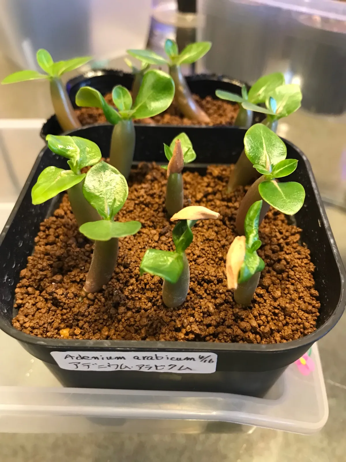 Adenium arabicum (アデニウム アラビカム)